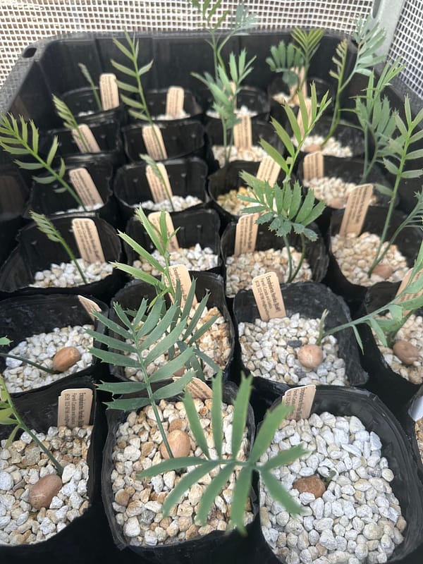 Encephalartos horridus Seedlings - Eastern Cape Blue Cycad